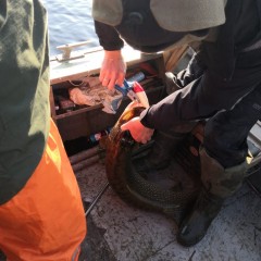 Воблер RAPALA Super Shad Rap SSR14-RH