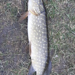 Воблер RAPALA Jointed J09-S